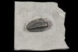 Calymene Niagarensis Trilobite - New York #68398-1